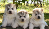 Sibirski haski štenci